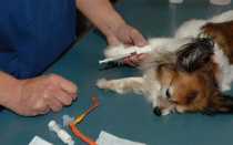 В каком возрасте у чихуахуа встают уши: описание особенности и методы постановки