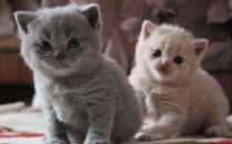 Как понять вислоухий котенок или нет – 4 основных правила