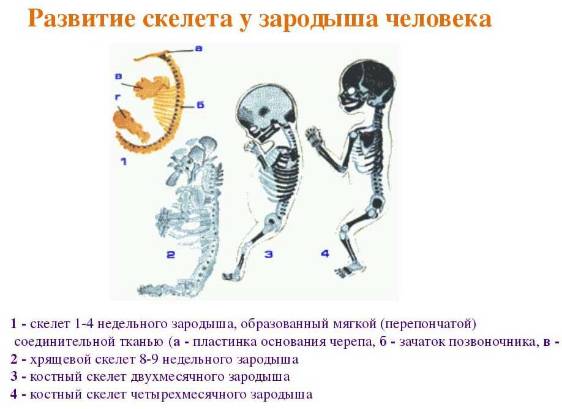 Этапы формирования скелета плода