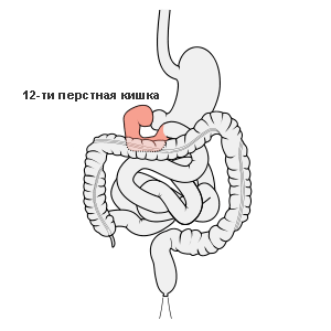 12-перстная 12-перстная кишка