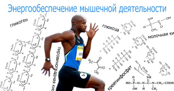 Энергообеспечение мышечной деятельности Какие вещества дают энергию мышцам
