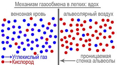 Газообмен-вдох Диффузия через альвеольную стенку