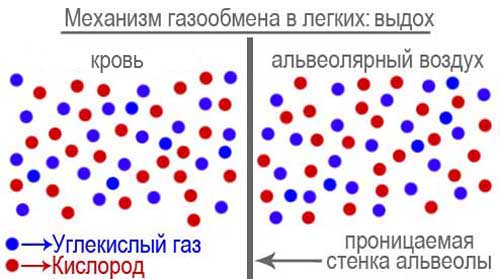 Газообмен-выдох Выравнивание парциального давления