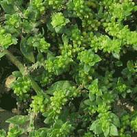Грыжник голый Лечебная трава грыжник голый