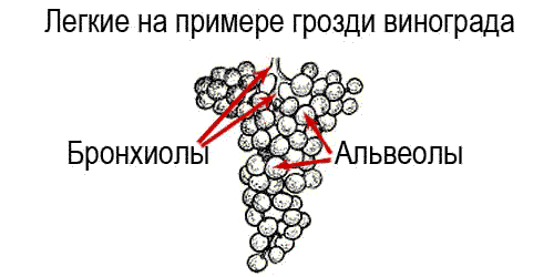 Легкие внутри Бронхиолы и альвеолы