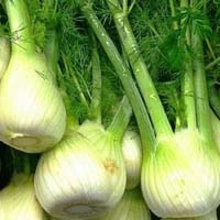 Плоды фенхеля Фенхель