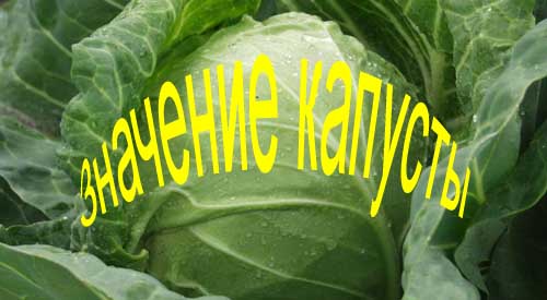 Значение капусты Велок