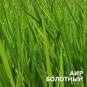 Аир фото аира