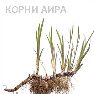 Аир Корни аира