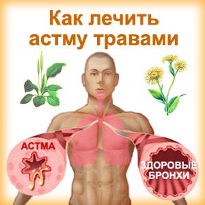 Лечение астмы травами астму травами