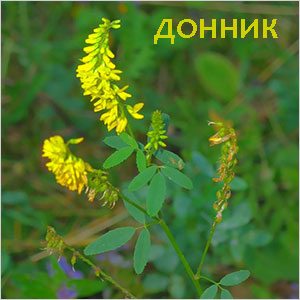 Донник Донник