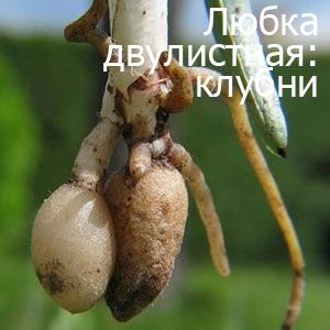 Клубни клубни ночной фиалки