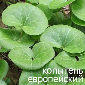 Листья копытня