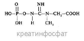 Креатинфосфат Аденозинтрифосфорная кислота синтезируется с помощью Креатинфосфата