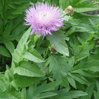 Левзея сафлоровидная Левзея или маралий корень