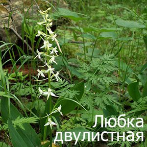 Любка ночная фиалка