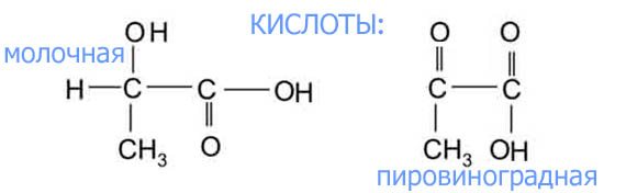 Молочная и пировиноградная кислоты Реультат гликолиза - кислые продукты