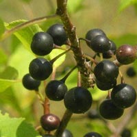 Плоды жостера