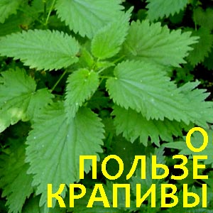 Чем полезна крапивап