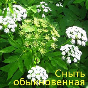 Сныть обыкновенная