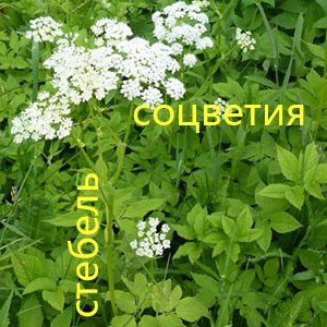 Соцветия сныти