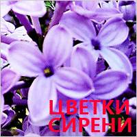 Сирень