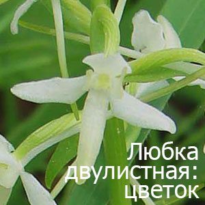 Цветок цветок любки двулистной