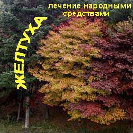 Желтые листья Символичное обозначение желтухи
