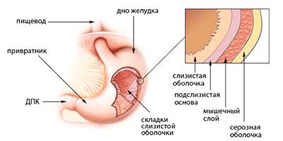 Желудок Желудок